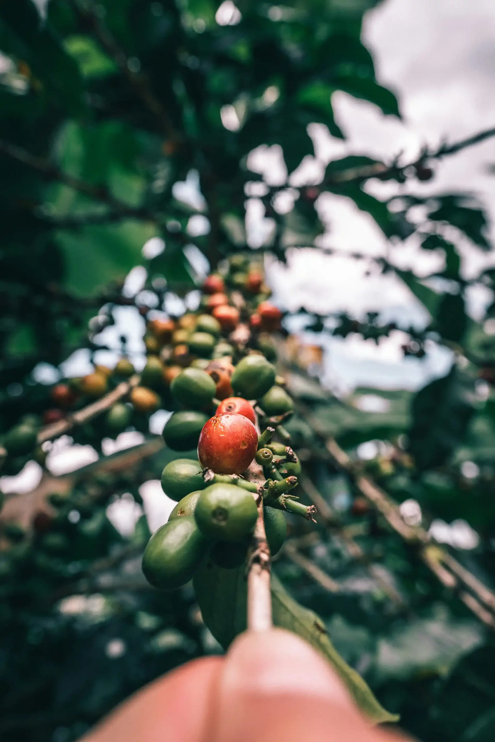 Caféier en Colombie