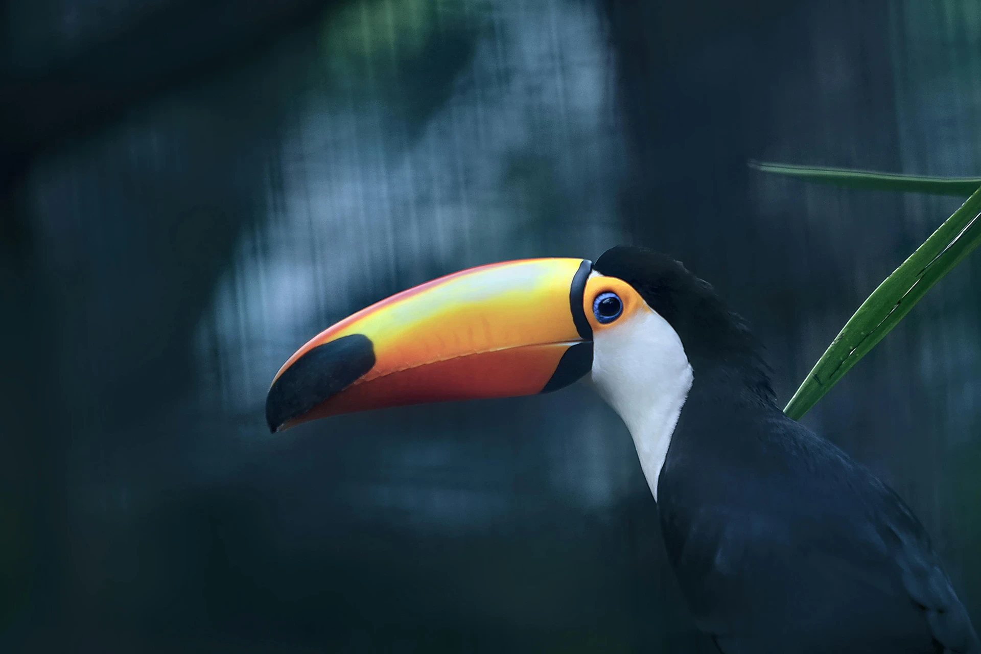 Toucan BOEZ Colombie