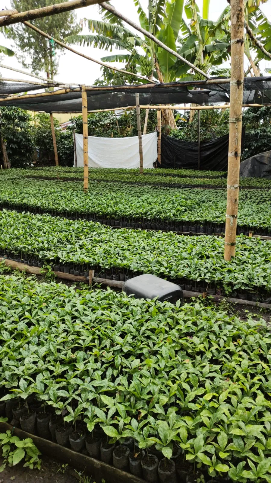 Pépinière de jeunes caféiers Colombie